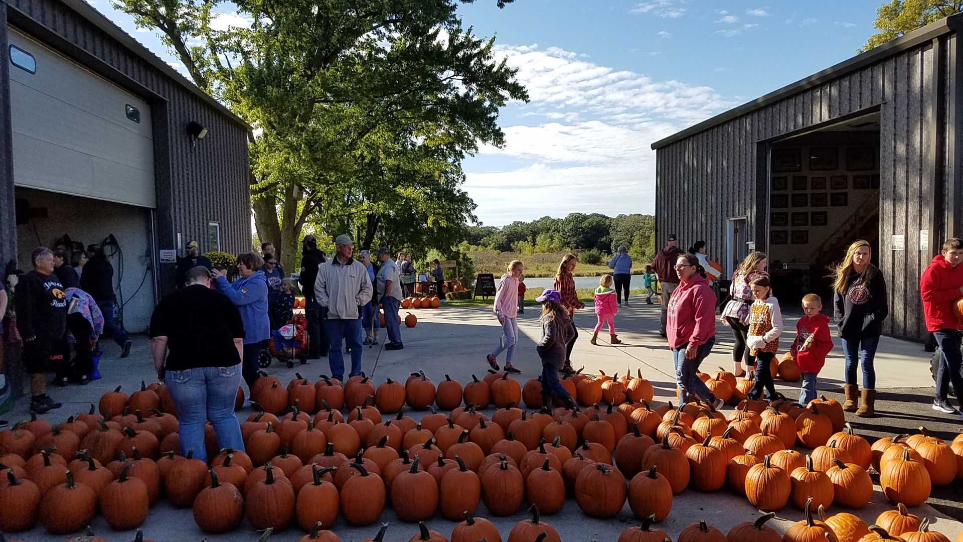 Pumpkin Patch 3
